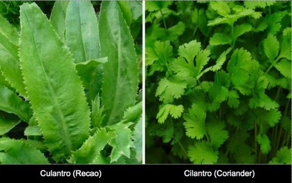 Puerto Rican Sofrito includes fresh herbs like culantro and cilantro